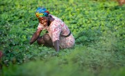 Marie Mansaray in her field in Sierra Leone