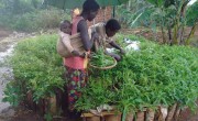 Emelyne Niyokindi, Beatrice Mukanyamibwa with Messi Niyonkinzo looking after their Kitchen Garden in Burundi. Photo: Concern Worldwide.