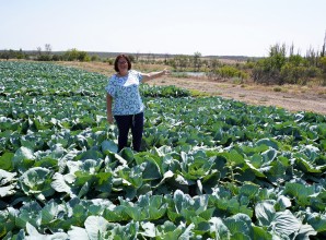 Yeva* in her cabbage field