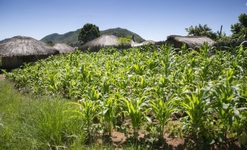 Maize growing in Mangochi, Malawi. Photo: Kieran McConville / Concern Worldwide.