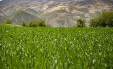 A field of wheat in the highlands of Yawan district. Photo: Kieran McConville / Concern Worldwide. 