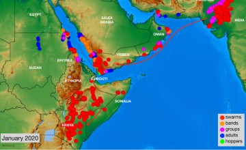 East Africa locust infestation map