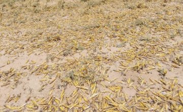 Locusts in Laisamis in Marsabit County in Kenya where Concern Worldwide is assessing the damage the swarms are having on communities. Photo by Concern Worldwide
