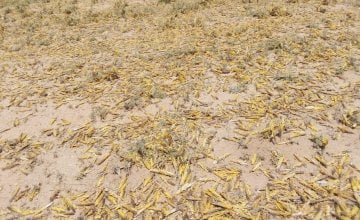 Locusts in Laisamis in Marsabit County in Kenya where Concern Worldwide is assessing the damage the swarms are having on communities. Photo by Concern Worldwide