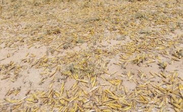 Locusts in Laisamis in Marsabit County in Kenya where Concern Worldwide is assessing the damage the swarms are having on communities. Photo: Concern Worldwide