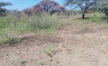 Locusts in Dukana and North Horr in Marsabit County in Kenya