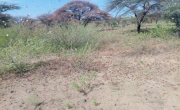 Locusts in Dukana and North Horr in Marsabit County in Kenya where Concern Worldwide is assessing the damage the swarms are having on communities.