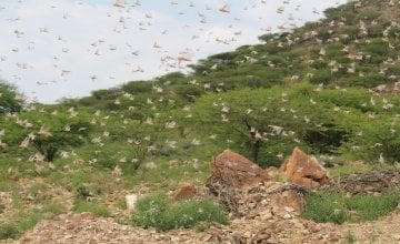 Swarms of desert locusts in Somaliland during the last week of May 2020.