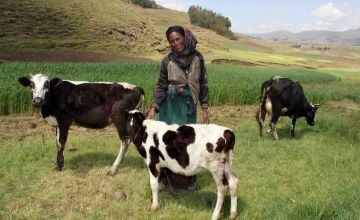 Taytu Mohammed Hamza walks her cow through the field in Ethiopia. Photo: Nick Spollin / Concern Worldwide