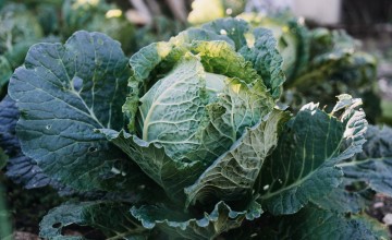 Cabbage growing