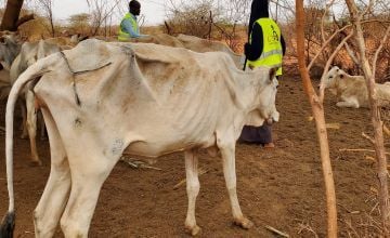 A malnourished cow in Qaranri, Somalia where there has been little or nor rain and where livestock are dying because of the drought. 