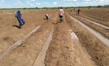 Farmers irrigating their land at Husingo, Tana River, Kenya, as part of Concern's climate-smart farming.
