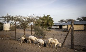 Sheep and goats in North Horr, Marsabit, Kenya on 21/12/2021. Photo: Ed Ram / Concern Worldwide.