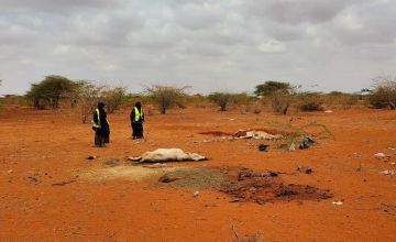 Dead livestock on desert, surveyed by two men 