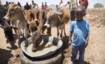 Animals drink water trucked into drought stricken areas of Somaliland by Concern Worldwide. 