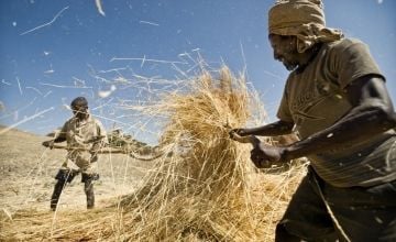 Men gather straw on their farm in the rural area of Sokota, Ethiopia. Panos/Sven Torfinn 2008.