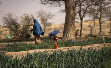 Kitchen gardens in Tounji Illy, Niger