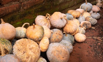 Crops in Malawi