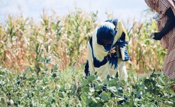 Participants in Concern’s LEAF Project tend their crops in Tana River County, Kenya