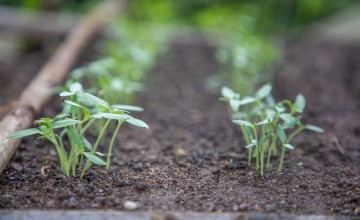 Seed germinating trays