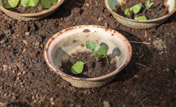 Cabbage seedlings protected by bowls