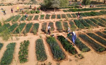 Home garden plots in Tahoua Niger
