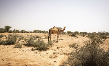 A camel on the road between Hargesia and Qaloocato in Odweine