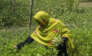 Rohingya refugee woman gardening in Bangladesh