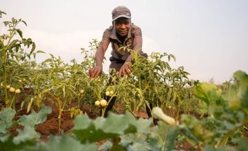 Malawian farmer with his crops