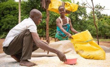 A Malawian couple work together to dry out maize