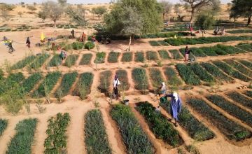 Drone footage over community kitchen garden plots near Tahoua, Niger