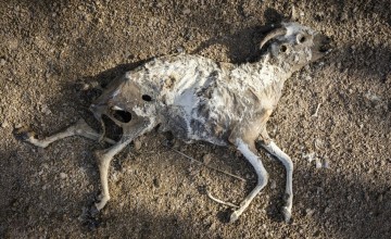 Dead livestock lie on the outskirts of North Horr, Marsabit, Kenya