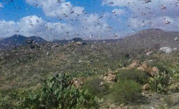 Locusts swarm in Somaliland