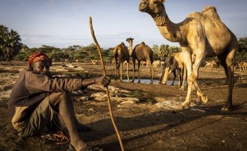 Kenyan pastoralist with his camels in North Horr