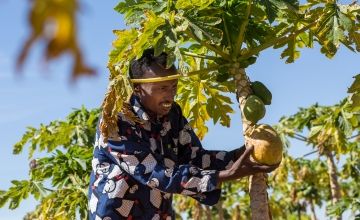 Somali farmer inspecting his papaya fruit