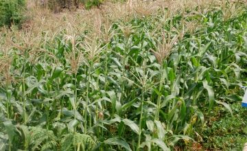 Field of maize crops 