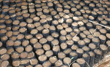 Hundreds of black tubes containing soil and seedlings