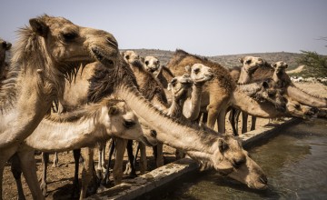 Community members, sheep camels and goats use the borehole water system project in Dhidhid, Borama District Awdal in Somaliland. Photo: Ed Ram/Concern Worldwide