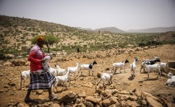 Somali pastoralist walking his herd in the desert