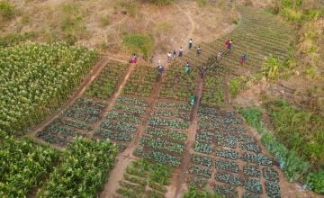 Aerial view of crops grown using climate smart agricultural techniques in a village in Malawi. 