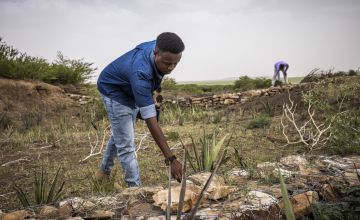 Mohamed Ahmed, Concern’s National resource management officer, (in the blue shirt) stands by a project where soil erosion is prevented by planting Sisal plants and building walls in gullies in Shirwac Village, Adwal Region. Photo: Ed Ram/Concern Worldwide