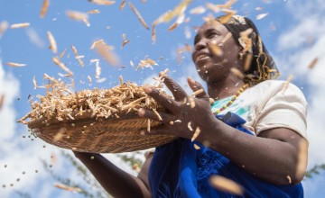 Mwanajuma Ghamaharo winnowing mung beans in Kenya