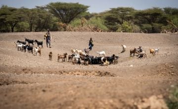 Goats drink from drying river bed in Kenya