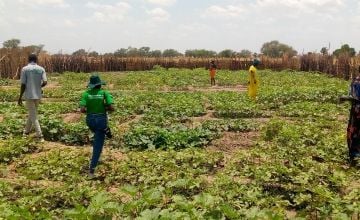 Community dry season vegetable garden, NBeG, South Sudan.