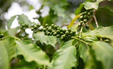 Coffee beans growing on Olive's farm. Photo: Kieran McConville/Concern Worldwide