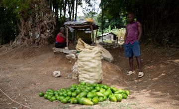 Waiting in vain. Most mangos in Savanette go to waste. Photo: Kieran McConville/Concern Worldwide