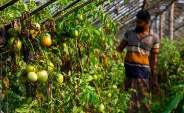  A farmer shows off the apples her is growing in a greenhouse in Bangladesh