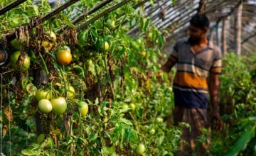 A farmer shows off the apples her is growing in a greenhouse in Bangladesh