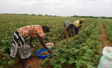 A family harvesting green grams in Tana River County, Kenya. Photo: Concern Worldwide