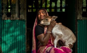 Shriti Ray caresses a newborn calf in West Sreenagar, Bangladesh.